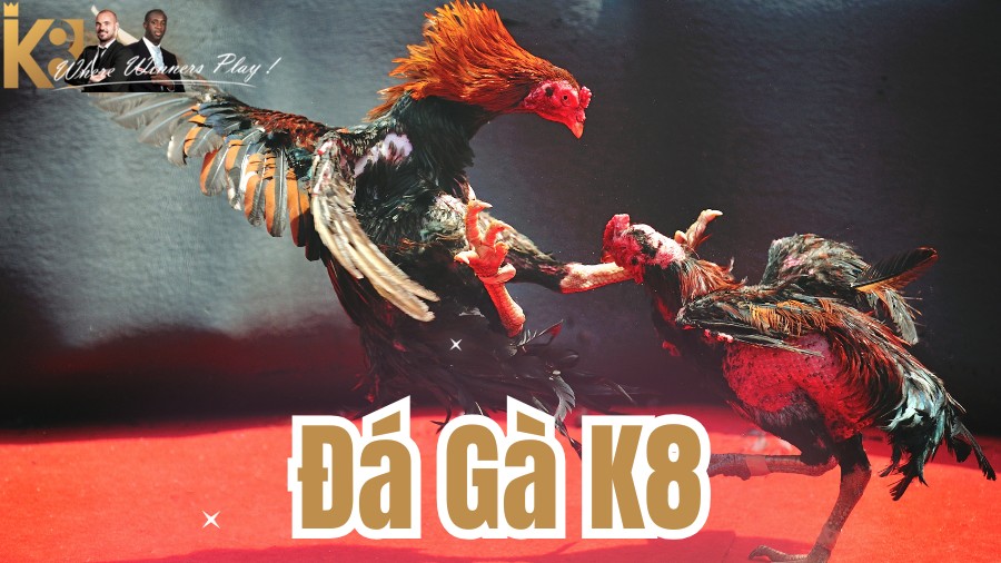 Đá gà K8