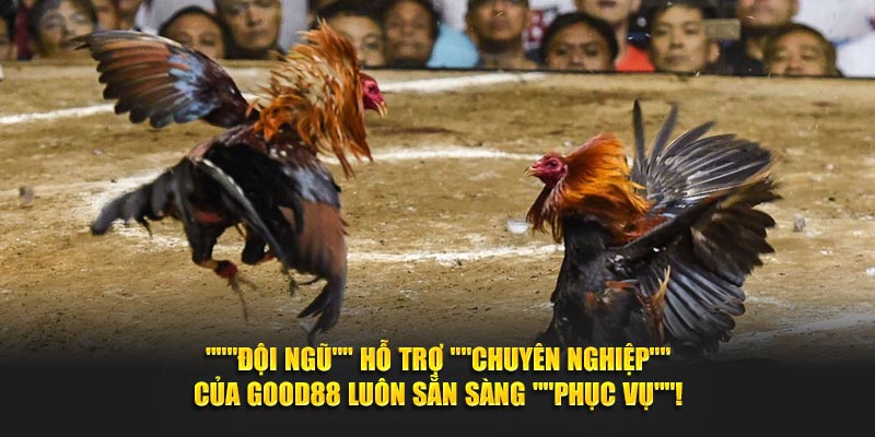 "Đội Ngũ" Hỗ Trợ "Chuyên Nghiệp" Đá Gà Good88 Luôn Sẵn Sàng "Phục Vụ"!